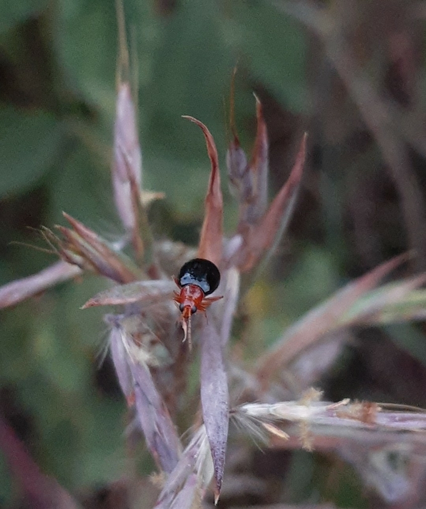 Monolepta from 1 Robert Broom Drive East, Rangeview, Krugersdorp, 1739