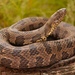 Brown Watersnake - Photo (c) markkrist, all rights reserved, uploaded by markkrist