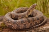 Brown Watersnake - Photo (c) markkrist, all rights reserved, uploaded by markkrist