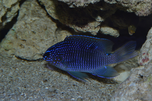 Acapulco Major