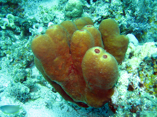 Family Theonellidae · iNaturalist