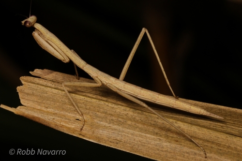Phasmomantis sumichrasti