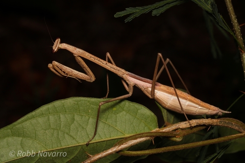 Phasmomantis sumichrasti