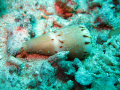 Conus mustelinus image