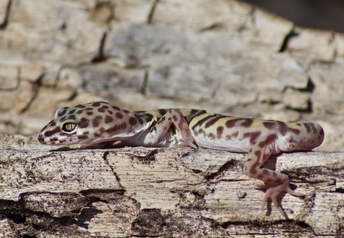 Western Banded Gecko