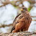 Yellow-billed Kite - Photo (c) Philip Herbst, all rights reserved, uploaded by Philip Herbst