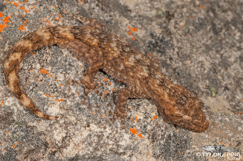 Ramigekko