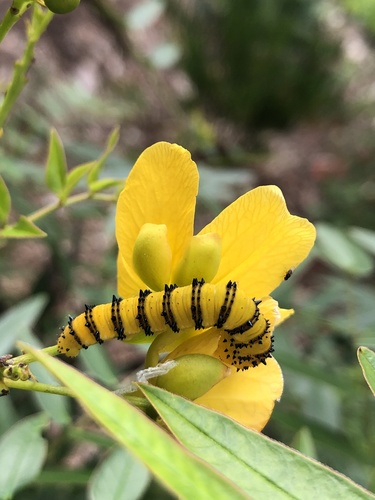 Orange-barred Sulphur