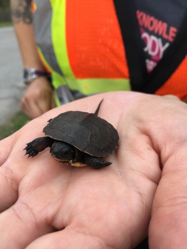 Blanding's Turtle