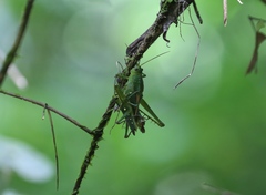 Agriacris tricristata image