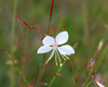 Longflower Beeblossom - Photo (c) i_fox, all rights reserved, uploaded by i_fox
