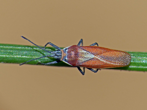 Epimixia