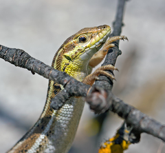 Snake-eyed Lizard - Photo (c) mattberry, all rights reserved, uploaded by mattberry