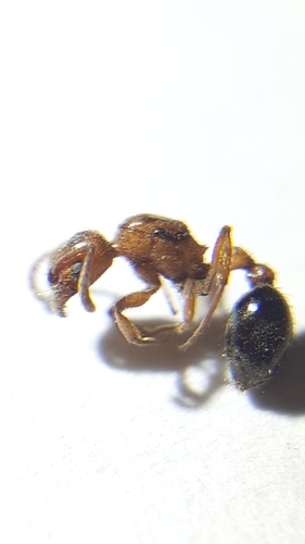 Patagonomyrmex odoratusPatagonomyrmex odoratus