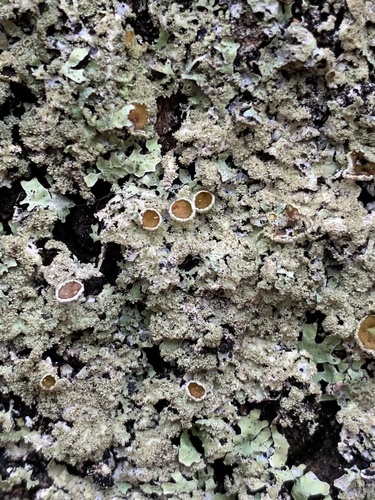 Bottlebrush Shield Lichen