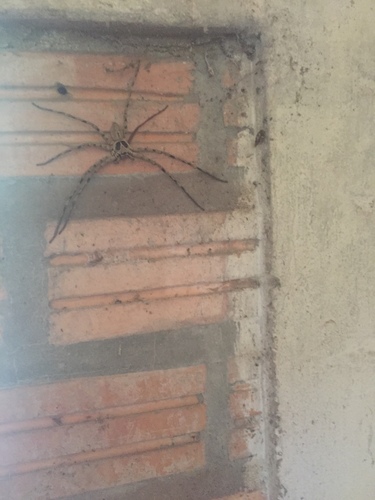Pantropical Huntsman Spider