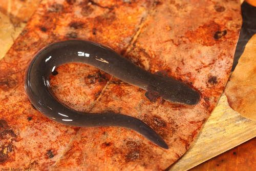Lesser Siren