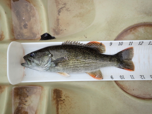 Chattahoochee Bass