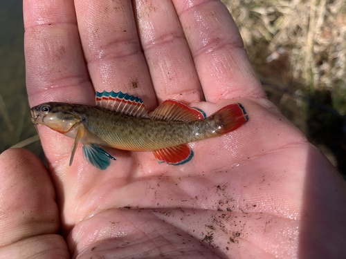 Orangebelly Darter
