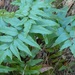 Mexican Flowering Fern - Photo (c) Carl Fabre, all rights reserved, uploaded by Carl Fabre