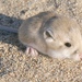 Pale Kangaroo Mouse - Photo (c) aambos, all rights reserved