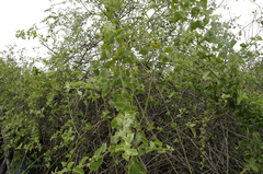 Cryptocarpus pyriformis image