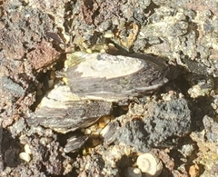 Isognomon californicum image