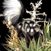 Western Spotted Skunk - Photo (c) aambos, all rights reserved