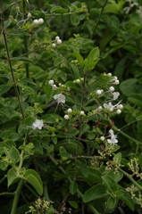 Clerodendrum molle image