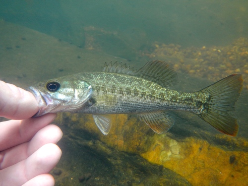 Chattahoochee Bass