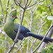 Southern Knysna Turaco - Photo (c) Philip Herbst, all rights reserved
