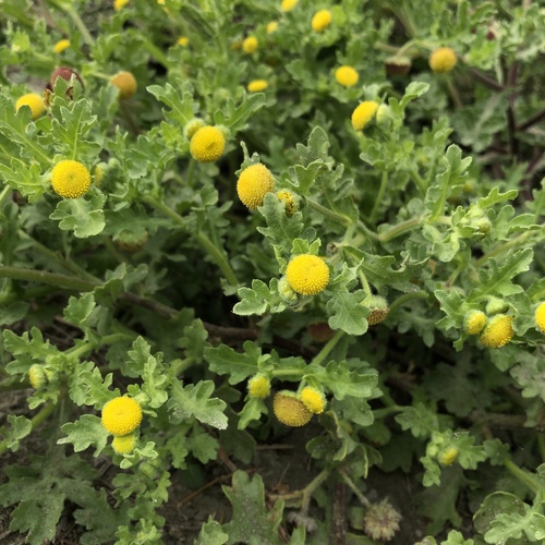 Grangea maderaspatana (L.) Poir.