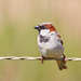 European House Sparrow - Photo (c) Philip Herbst, all rights reserved, uploaded by Philip Herbst
