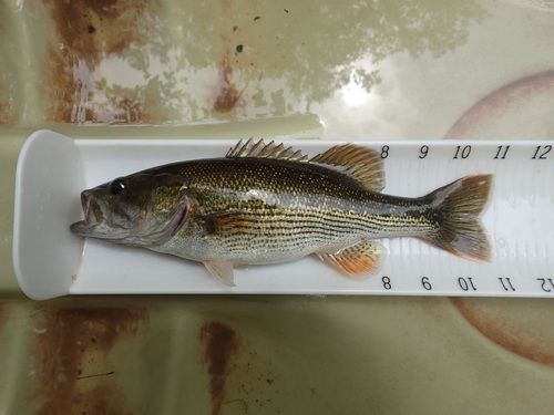 Warrior Bass