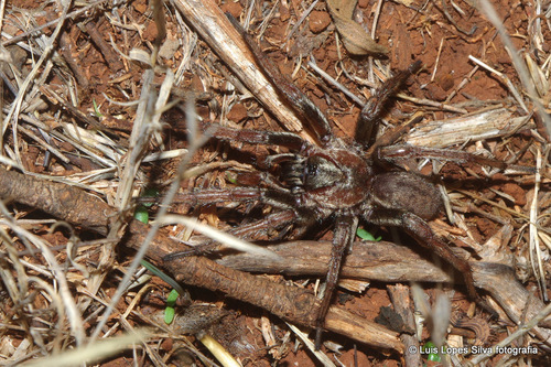 Iberesia machadoi