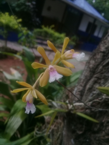 Psychilis monensis