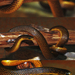 Pamplona Ground Snake - Photo (c) Aldemar A. Acevedo, all rights reserved, uploaded by Aldemar A. Acevedo