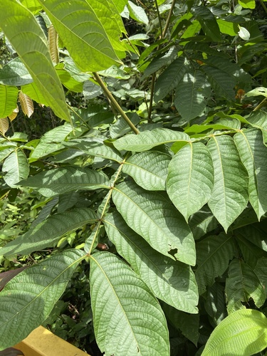 Inga edulis image