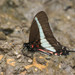 Protographium asius - Photo 由 Richard Yank 所上傳的 (c) Richard Yank，保留所有權利