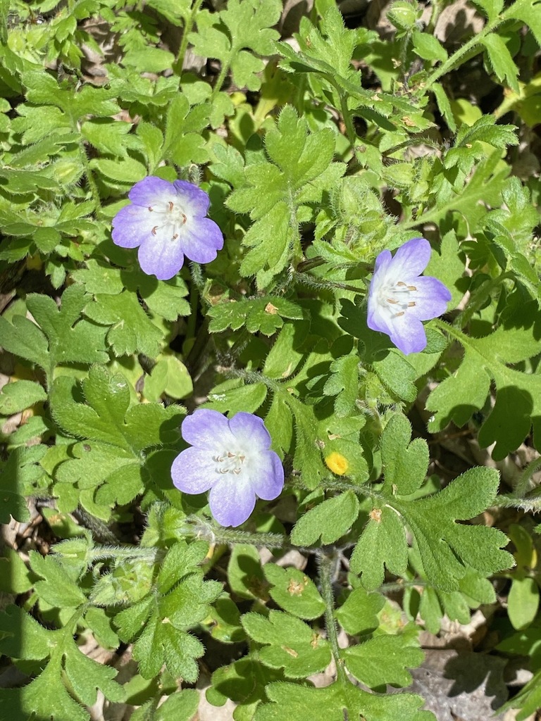 Texas Baby Blue Eyes (Nemophila phacelioides) · iNaturalist