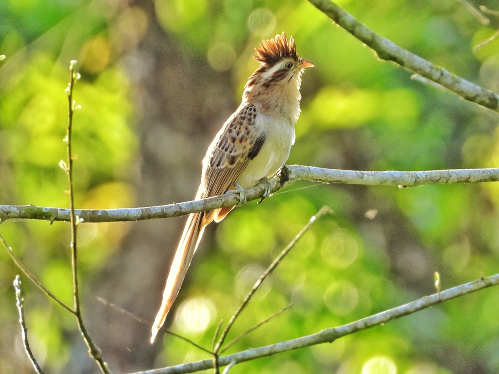 Striped Cuckoo photo
