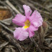 Harveya purpurea - Photo (c) Chris Whitehouse, todos los derechos reservados