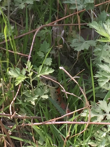 Chinese Tiger Keelback
