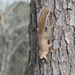 Carolina Gray Squirrel - Photo (c) torgos216, all rights reserved, uploaded by torgos216