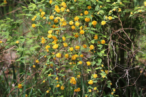 Japanese Kerria