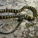 Hainan Mountain Keelback - Photo (c) Tommy, all rights reserved