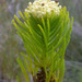 Berzelia alopecuroides - Photo (c) Chris Whitehouse, todos los derechos reservados, uploaded by Chris Whitehouse