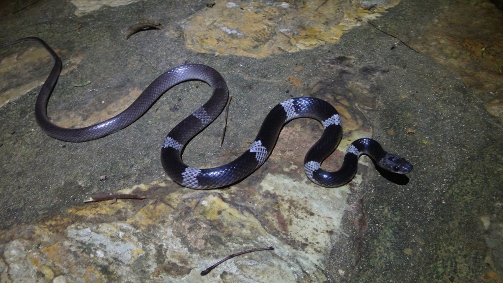 Malayan Banded Wolf Snake from Ng Tung Chai, Lam Tsuen, NT, HK on May ...