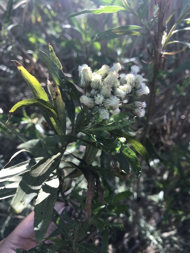 iNaturalist observation photo of mule fat