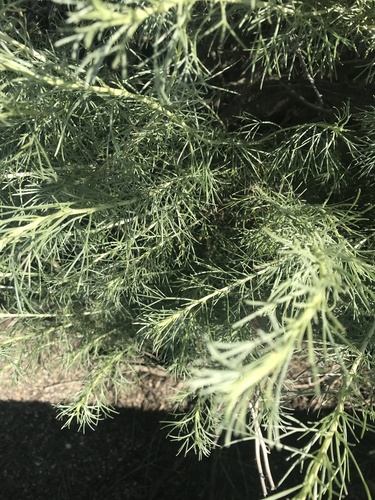 iNaturalist observation photo of California sagebrush